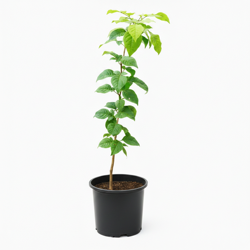 Bael - 8" Pot