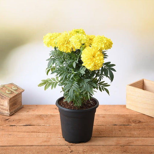 Marigold African Yellow - 5" Pot