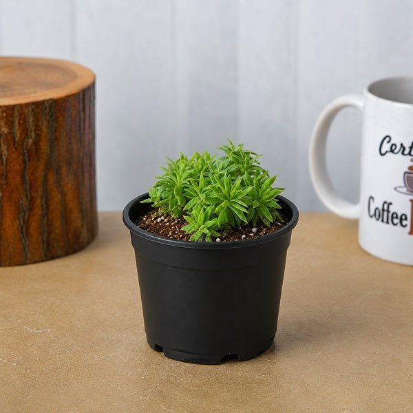 Silver Sedum - 3" Pot