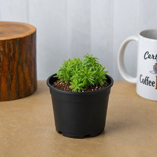 Silver Sedum - 3" Pot