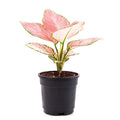 Aglaonema dud anyamanee - 5" Pot