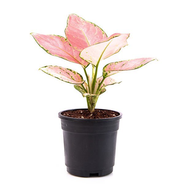 Aglaonema dud anyamanee - 5" Pot