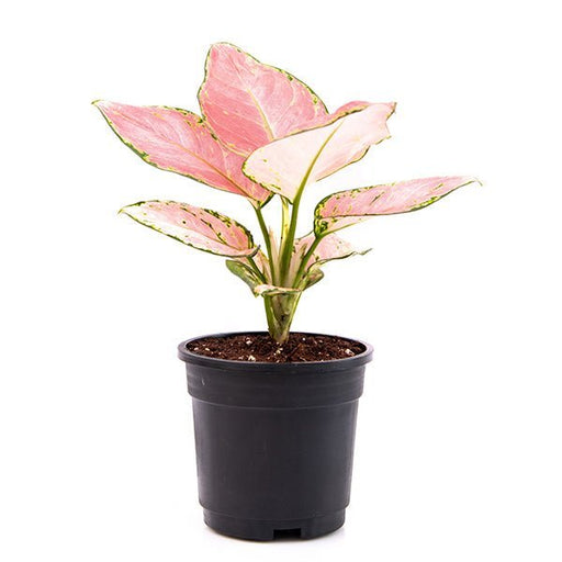 Aglaonema dud anyamanee - 5" Pot