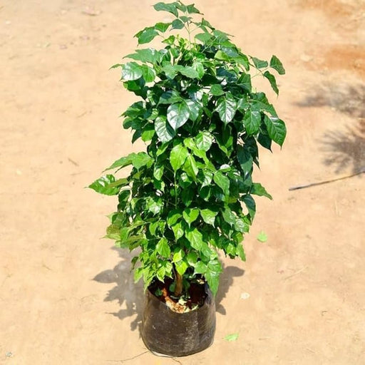 China Doll plant - 10" Grow bag