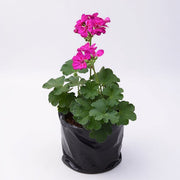 Geranium Mixed