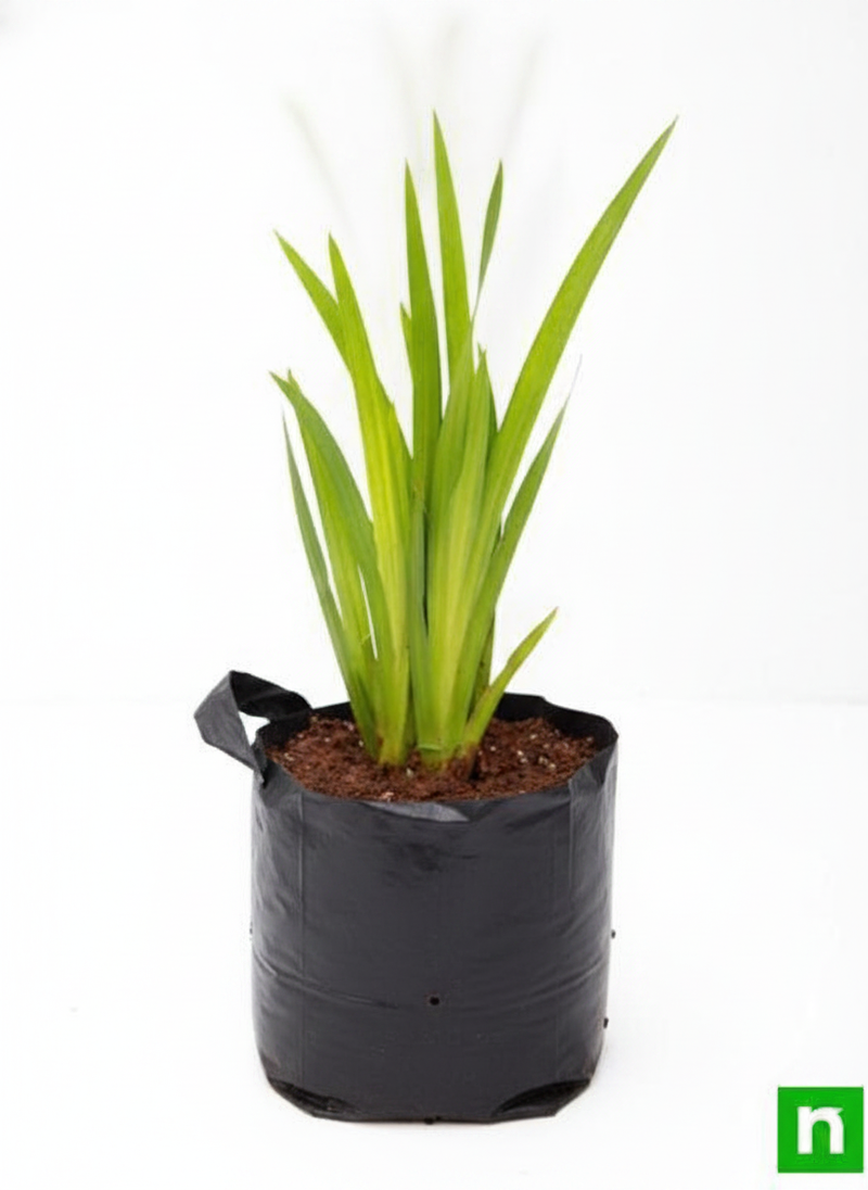 Sweet Flag - 6" Grow bag