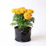 Marigold African Orange
