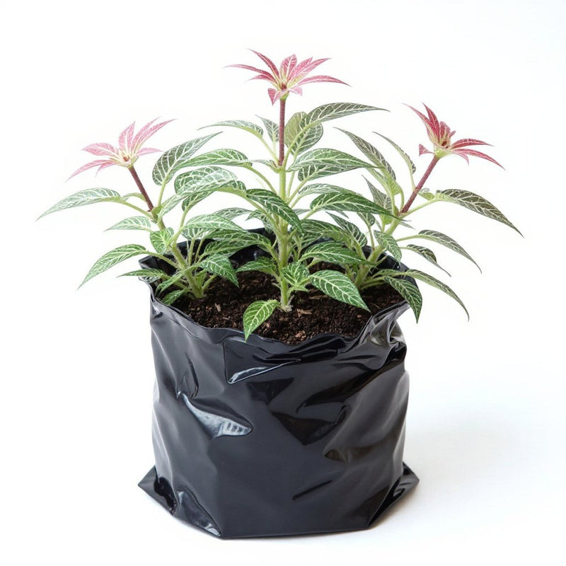Nerve Plant Red