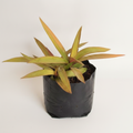 Rhoeo Golden - 6" Grow bag