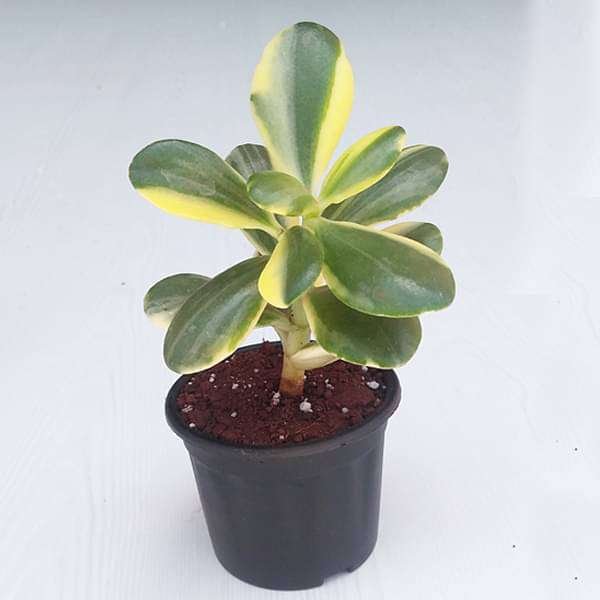 Jade Plant, Crassula ovata Variegated - 3" Pot