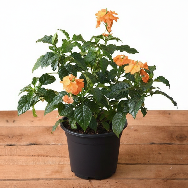 Firecracker Flower - 5" Pot