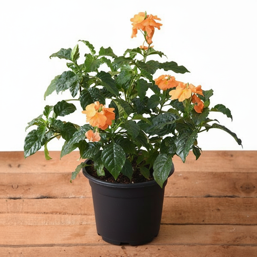 Firecracker Flower - 5" Pot