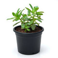Sedum confusum - Succulent - 3" Pot