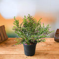 Mexican Heather Lavender - 6" Pot