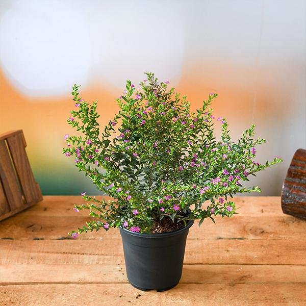 Mexican Heather Lavender - 6" Pot