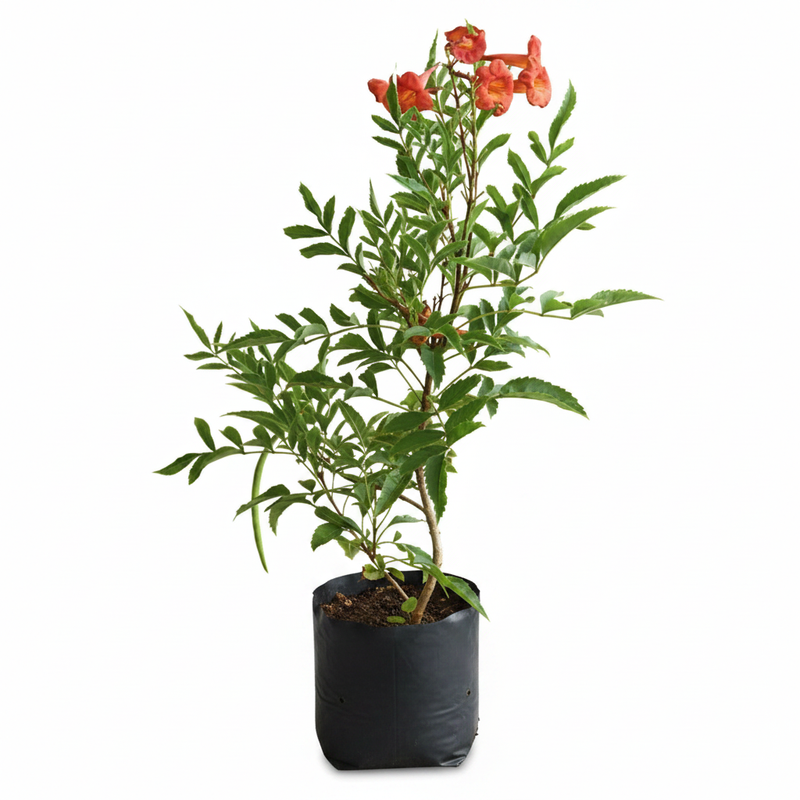 Tecoma Shrub Red - 10" Grow bag