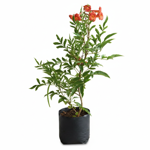 Tecoma Shrub Red - 10" Grow bag