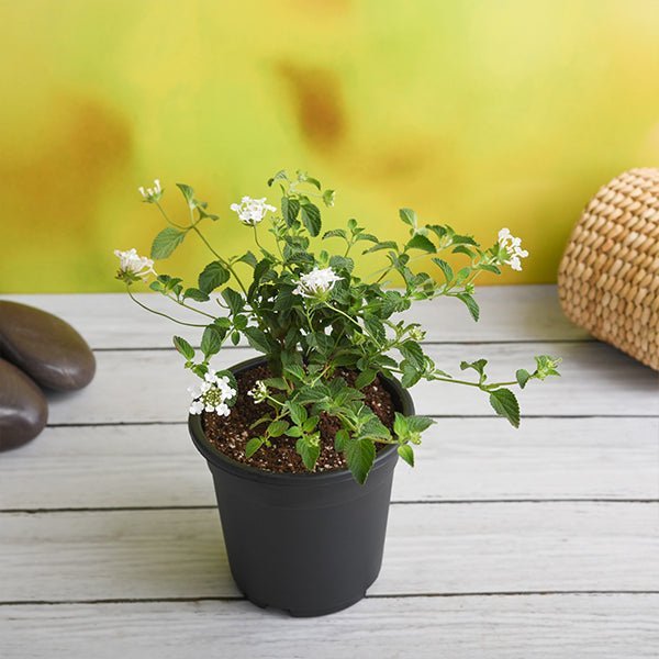 Lantana Mixed - 6" Pot