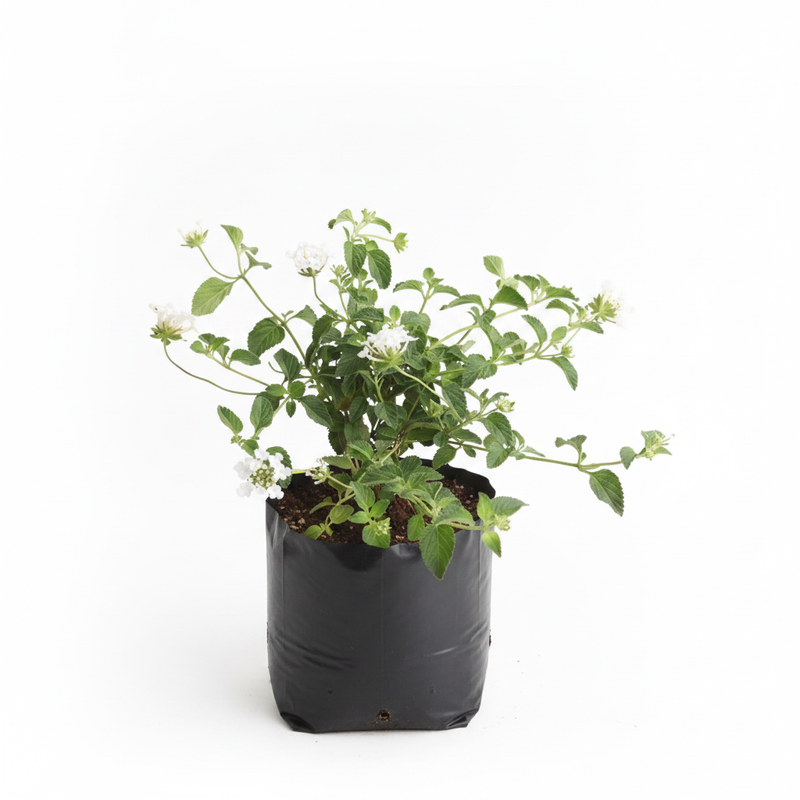 Lantana Mixed - 10" Grow bag