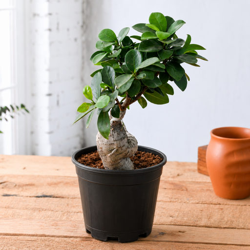 Ficus Bonsai - 5" Pot