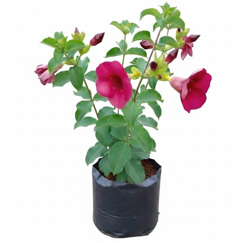 Allamanda Tiger Peach Orange - 10" Grow bag