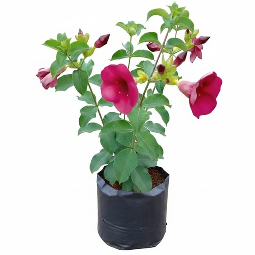 Allamanda Tiger Peach Orange - 10" Grow bag