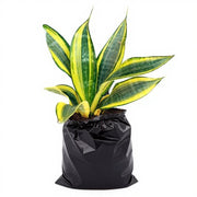 Sansevieria Golden Hahnii Golden