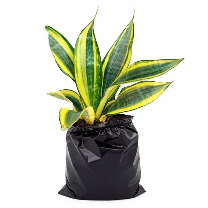 Sansevieria Golden Hahnii Golden