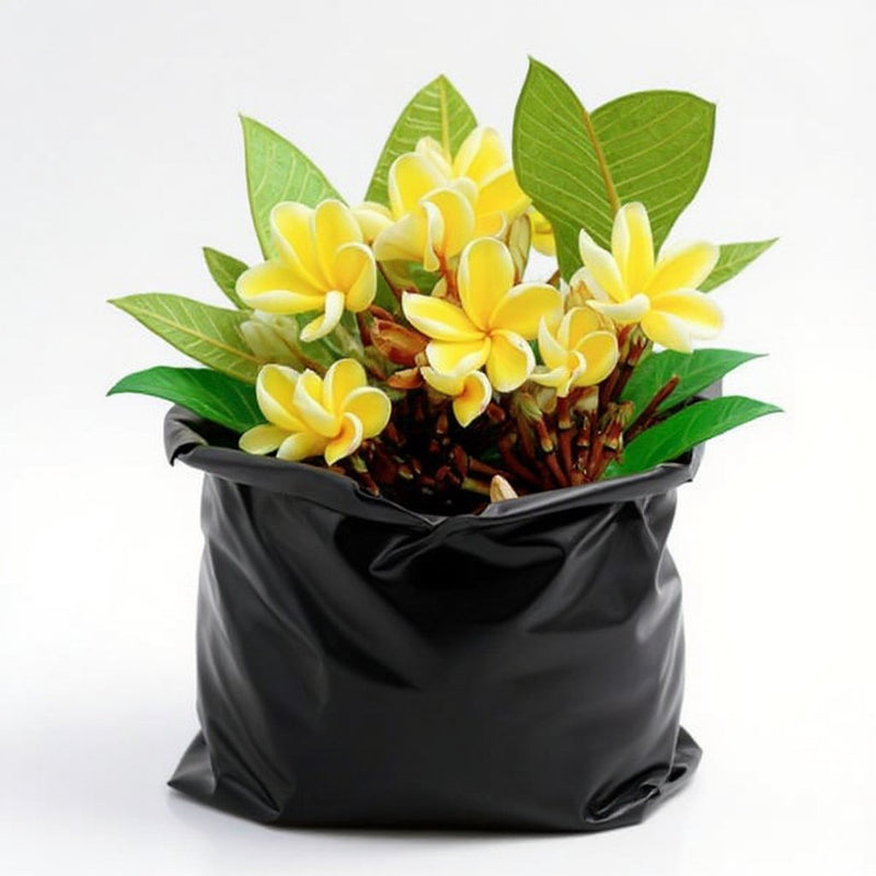 Plumeria Hybrid