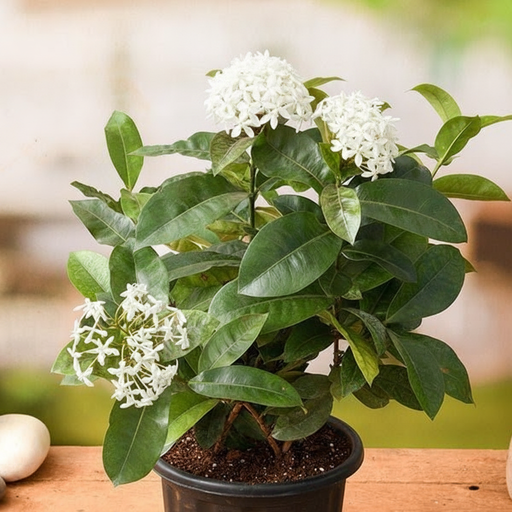 Ixora White - 8" Pot
