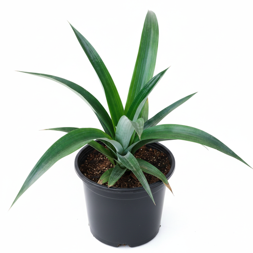 Pineapple - 8" Pot