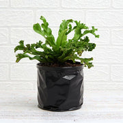 Asplenium nidus Crissie fern