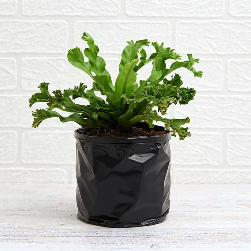 Asplenium nidus Crissie fern