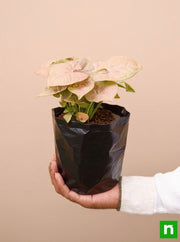 Syngonium Podophyllum White Butterfly