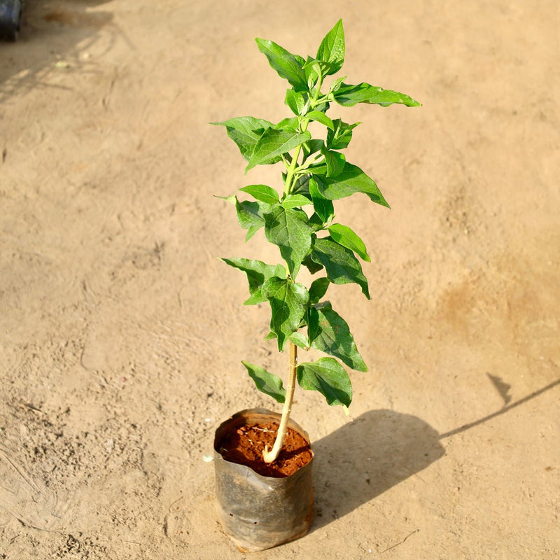 Parijat - 6" Grow bag
