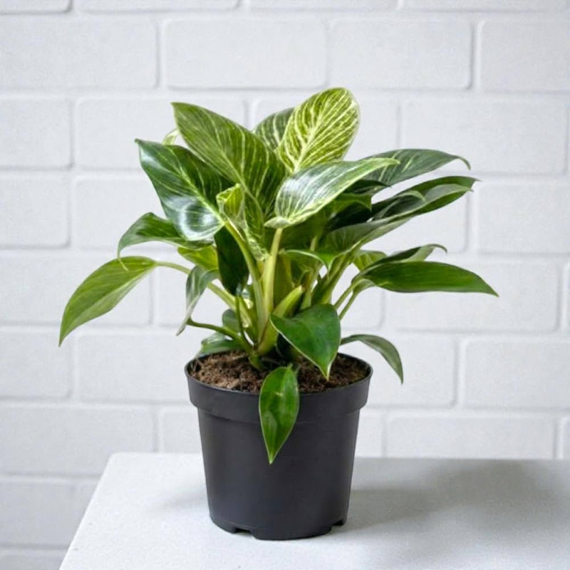 Philodendron Birkin - 5" Pot