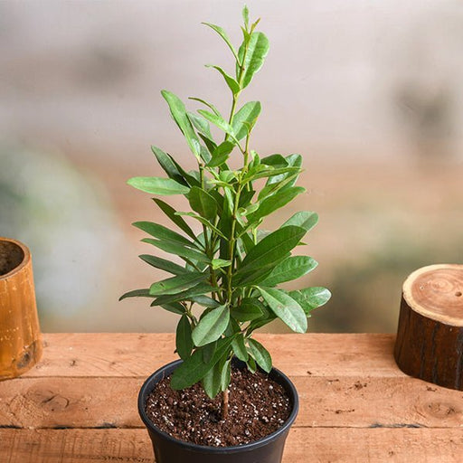 Allspice - 8" Pot
