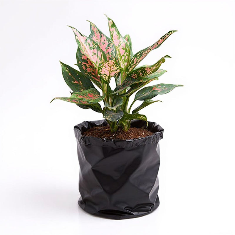 Aglaonema Pink Dalmatian