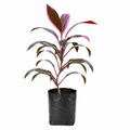 Dracaena Mahatma - 10" Grow bag