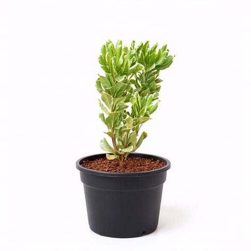 Pittosporum Tobira Variegatum - 6" Pot