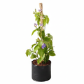 Thunbergia Laurifolia Mixed - 10" Grow bag