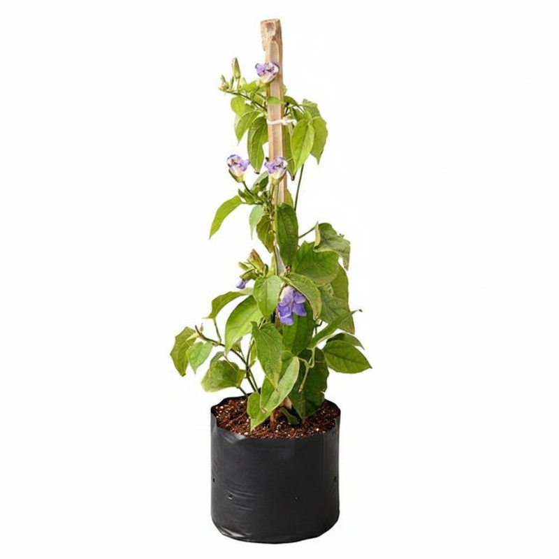 Thunbergia Laurifolia Mixed - 10" Grow bag