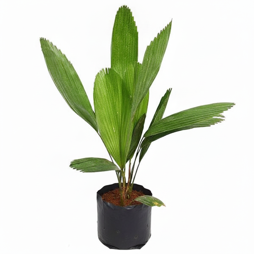 Ruffled Fan Palm - 10" Grow bag