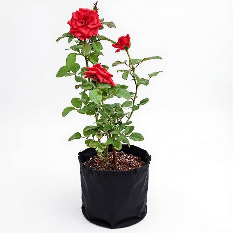 Rose Red - 10" Grow bag