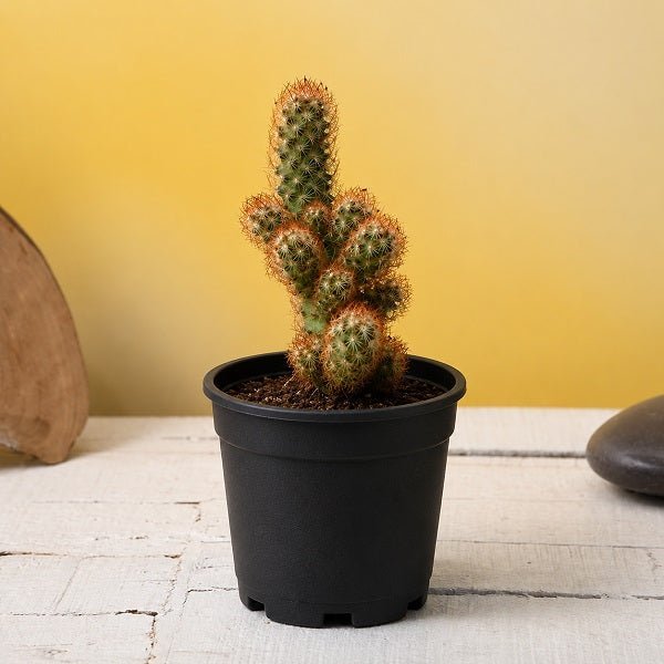 Mammilaria elongata, Copper King - 3" Pot