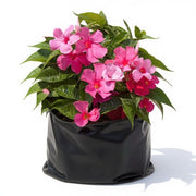 Mandevilla Mixed