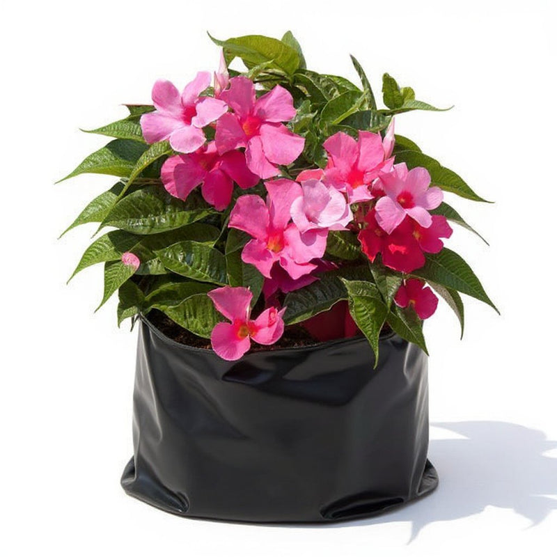 Mandevilla Mixed