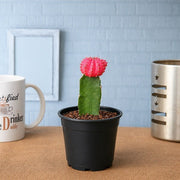 Moon Cactus Pink - 3" Pot