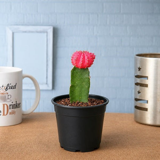 Moon Cactus Pink - 3" Pot