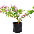 Bougainvillea Pink - 10" Grow bag